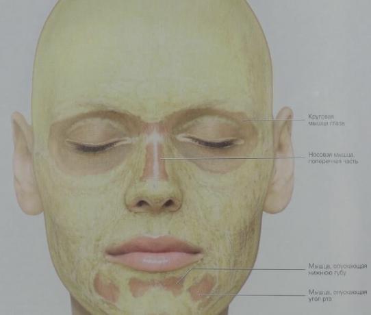 Así es como la grasa subcutánea se distribuye en nuestra cara (amarillo). En los músculos circulares de la capa de los ojos de tejido conectivo casi no contiene grasa