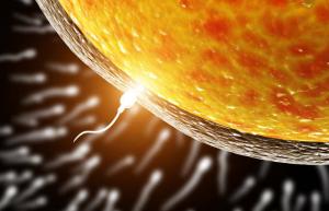 Óvulo elige espermatozoides para la fecundación, y no al revés: los científicos