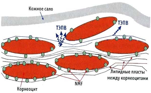 Los humectantes estructura del estrato córneo. El agua en el estrato córneo camina con calma, pero sólo entre las capas de lípidos, y el agua restante se retiene NMF y queratina. Como ya he dicho anteriormente, la humedad - un mecanismo bastante complejo
