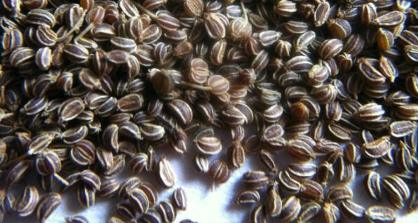 Las semillas de apio - semillas de apio 