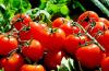Cómo introducir correctamente los tomates en la dieta de los niños.