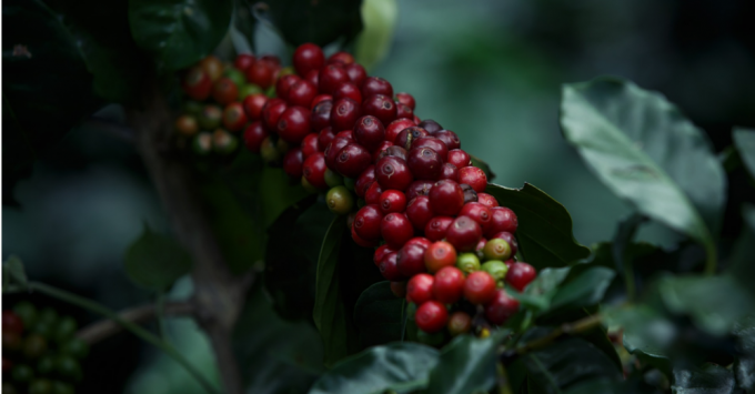 Las bayas de café - café cereza 