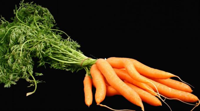 Zanahoria - zanahoria