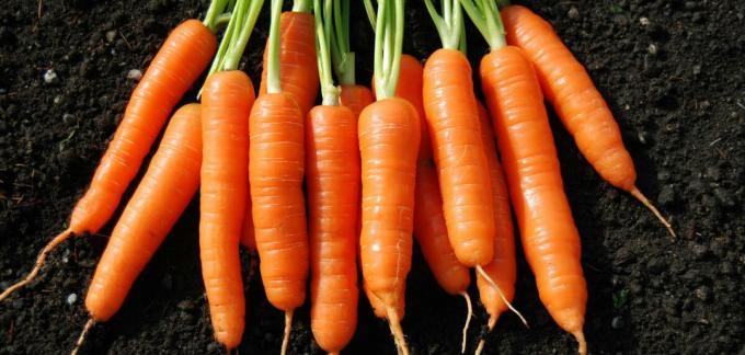 Zanahoria - zanahoria