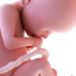 22 semanas de embarazo: se forma el cerebro
