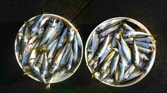 - sardinas sardinas