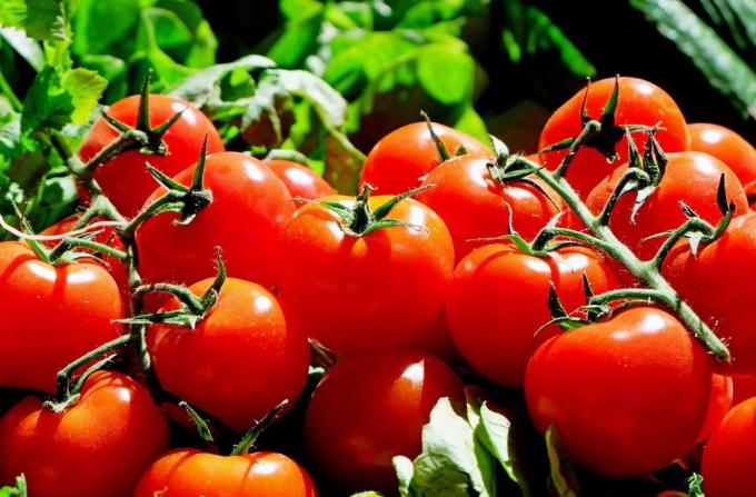 Tomates - tomate