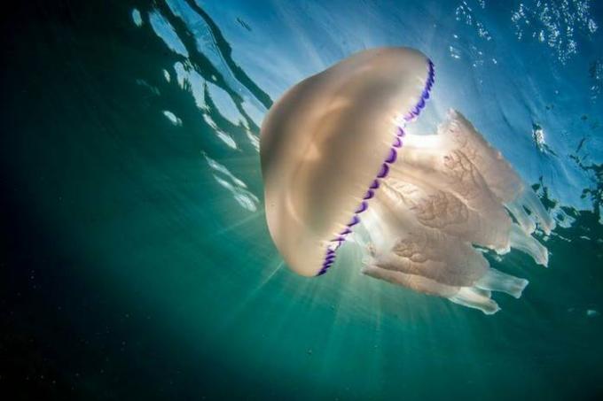Si te pica una medusa: lo que puedes y no puedes hacer