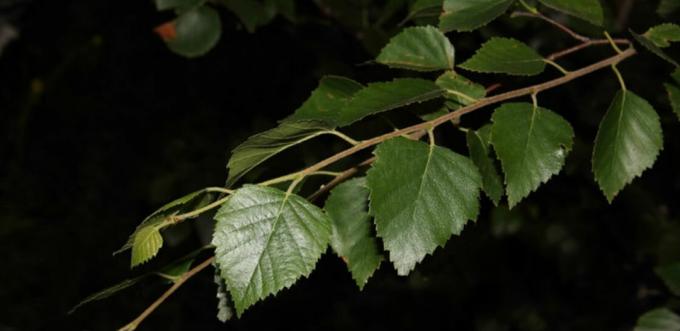 hojas de abedul - hojas de abedul