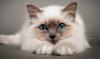 Kototerapiya: propiedades de curación de los gatos