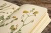 5 secretos de cómo recolectar un herbario de verano con un niño